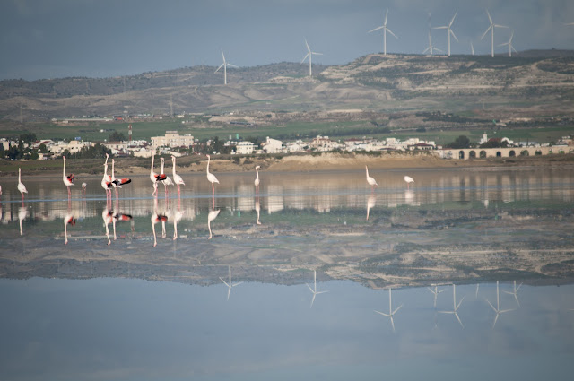 Larnaca Salt Lake; Larnaca, Cyprus