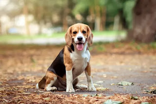 Todo sobre la raza de perros Beagle
