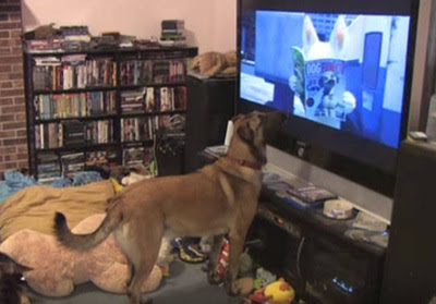  Ello es gracias a la presencia de aparatos de alto definici Televisión para perros