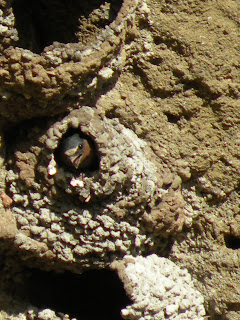 Lava Beds National Monument, close up of nesting swallow at Petroglyph Point