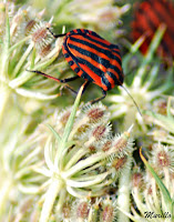 Graphosoma lineatum italicum 