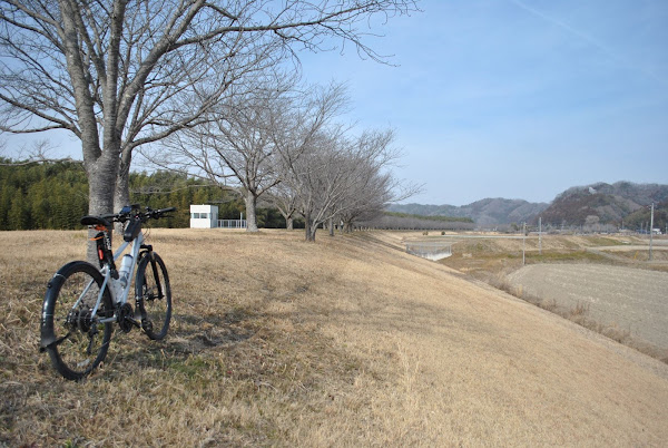 辰ノ口久慈川堤防桜づつみ