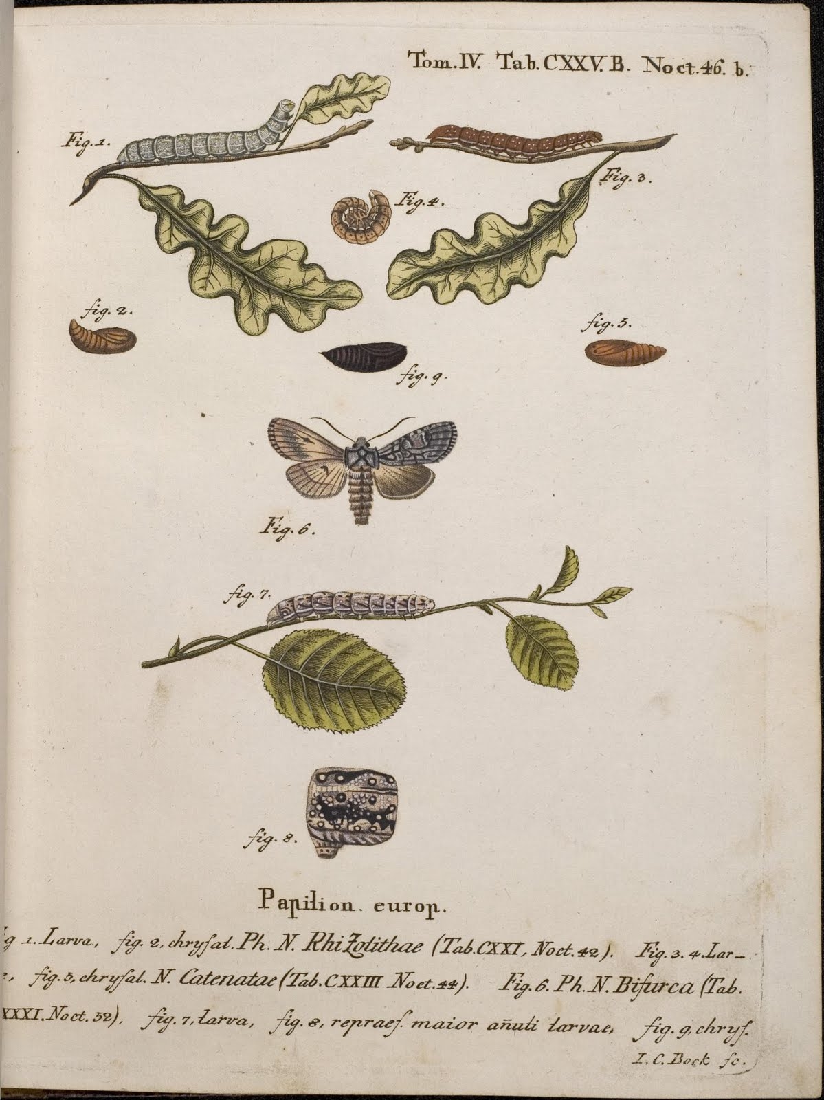 Die Schmetterlinge - moth engravings 18th cent.