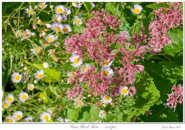 Great Brook Farm: ... colorful...