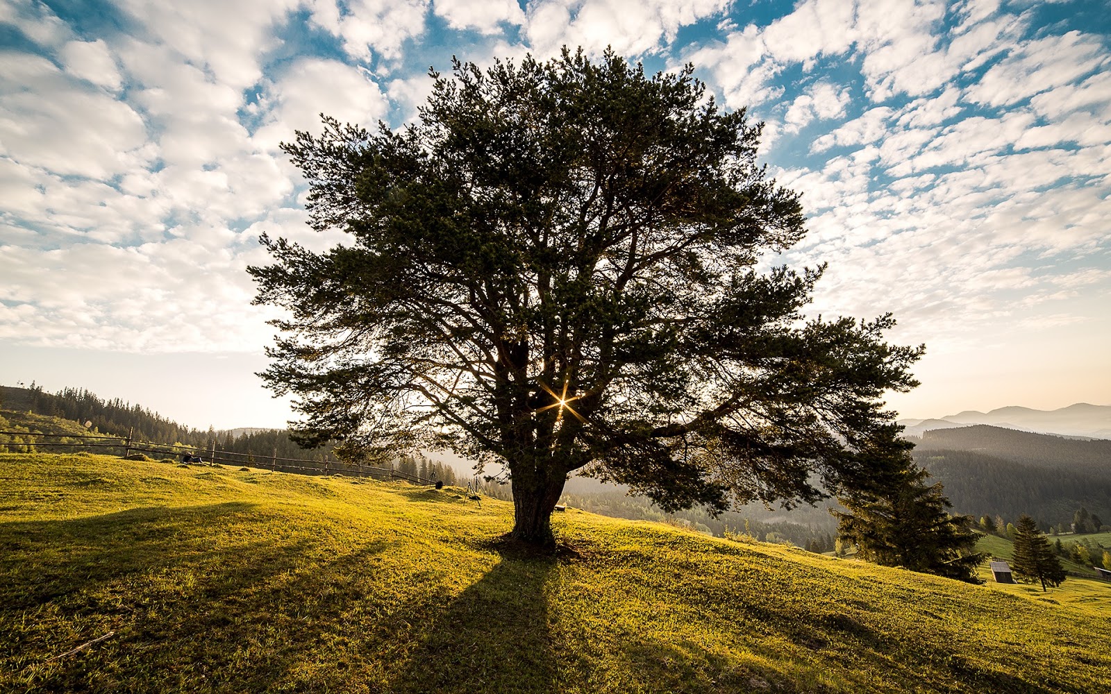 Makna Pohon  Bagi Kehidupan iden
