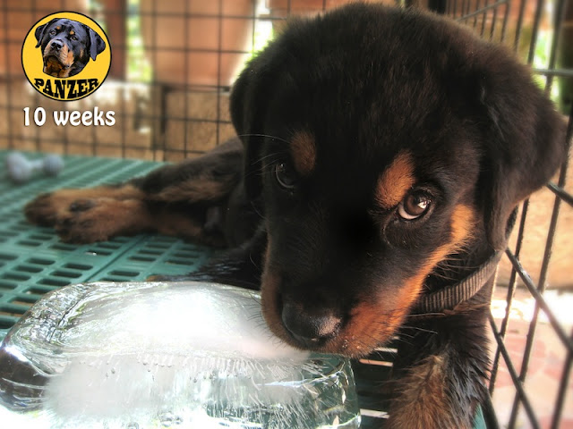 Rottweiler puppy photo