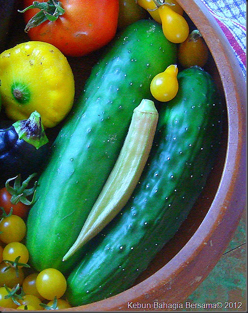 Febuary second half harvest (7)