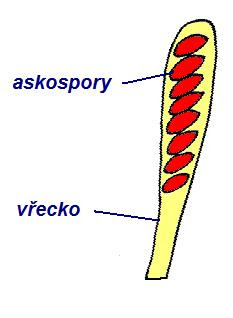 Vřecko s askosporami