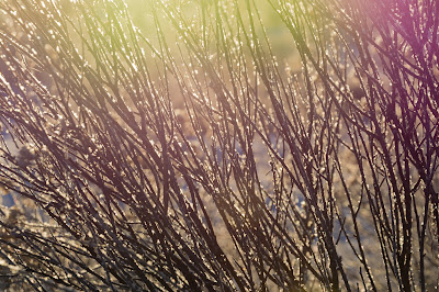 Sunrise, Chatfield State Park