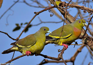 orange breasted green pigeon