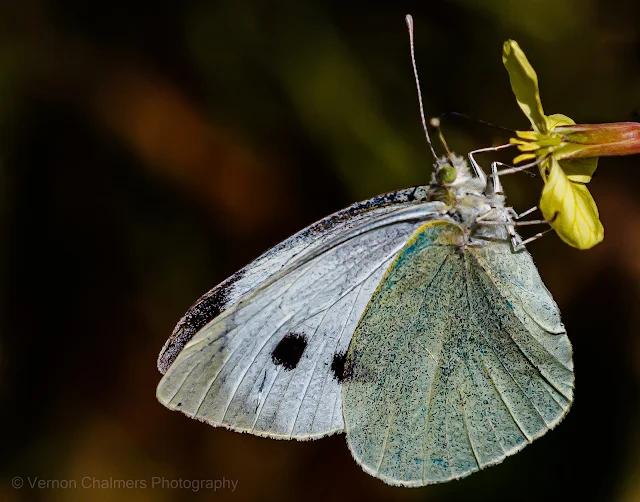 Butterfly Woodbridge Island Copyright Vernon Chalmers Photography