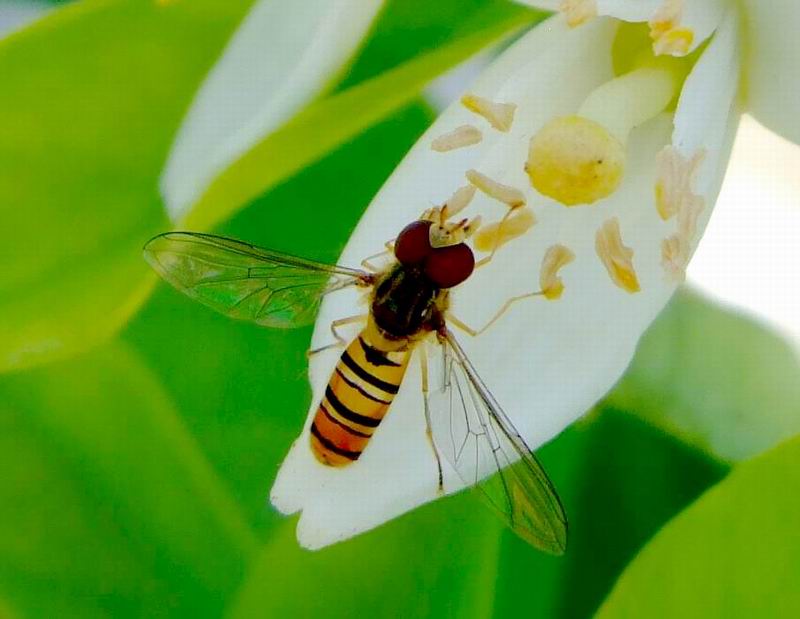 hover fly