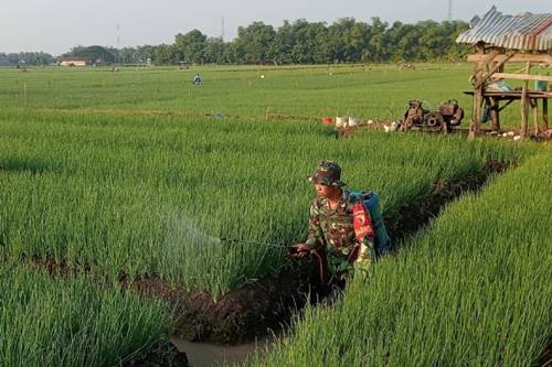 Mengenal Lebih Dekat Sosok Serka Suminto Yang Sukses Bertani Bawang Merah