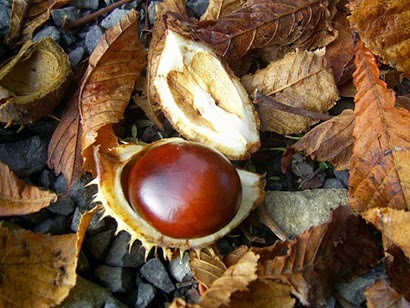 Horse Chestnut fruit