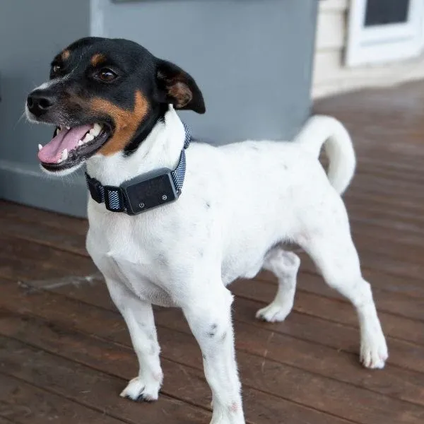 Are bark collars safe for dogs