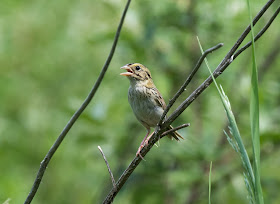 Henslow's Sparrow - Sharonville SGA, Michigan, USA