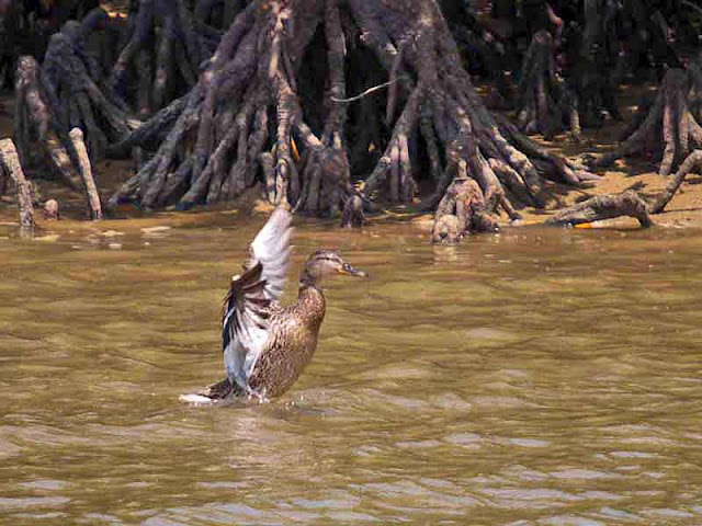 birds, duck, wings flapping, Okinawa, Wildlife, Okukubi River