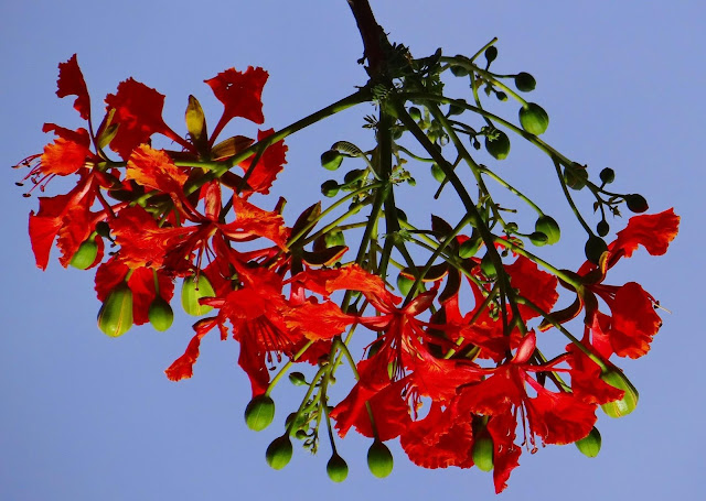 কৃষ্ণচূড়া ফুলের ছবি