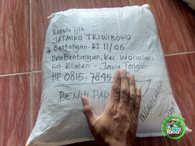 FOTO B : Pengemasan Benih Padi TRISAKTI 75 HST Panen.  10 Kg atau 2 Bungkus