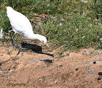 Garcilla bueyera (Bubulcus ibis)