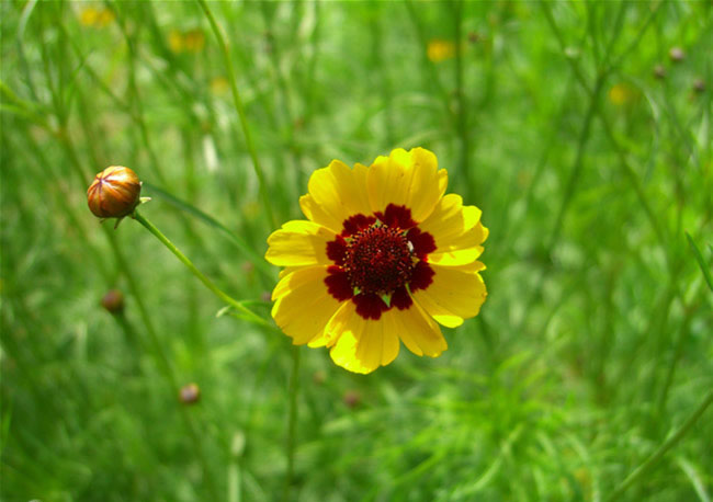 Coreopsis Tinctoria Flowers