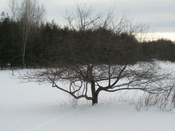 Lanark County Master Gardeners