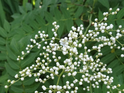 最高のコレクション 七竈 花言葉 299751-七竈 花言葉