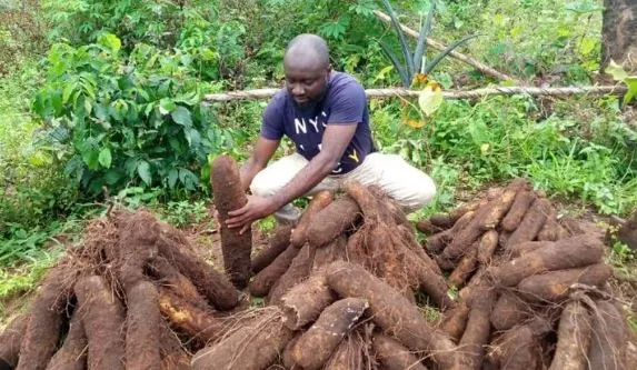 How to Start Yam Farming in Nigeria