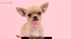 The Adorable World of Teacup Chihuahuas: Everything You Need to Know
