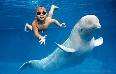 Swim with Sperm Whale
