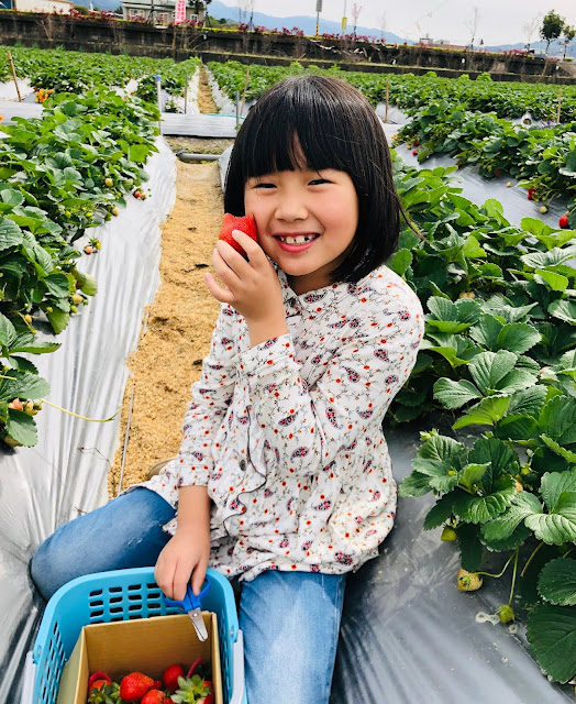 苗栗採草莓快閃半日行程 -【草莓嘎樂園】小清新草莓園➨5分鐘到人氣客家餐廰、追炮仗花海 | 苗栗景點 -miaoli-travel-fram-strawberry-9