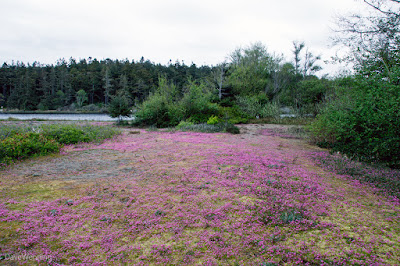 Sea Blush (Plectritis congesta)