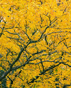 autumn fall foliage by Jeanne Selep