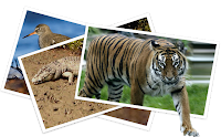 sunderbans national park