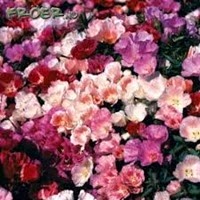 images3
