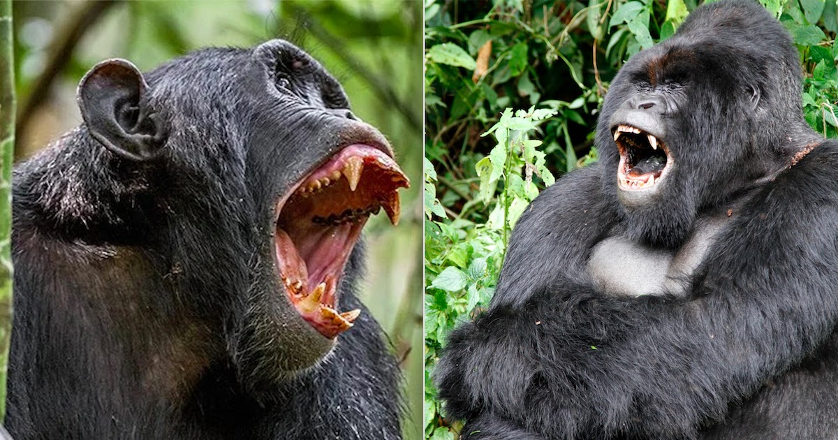 Chimpanzees And Gorillas Have Gone To War In The Wild For The First Time