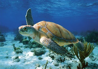 sea turtle