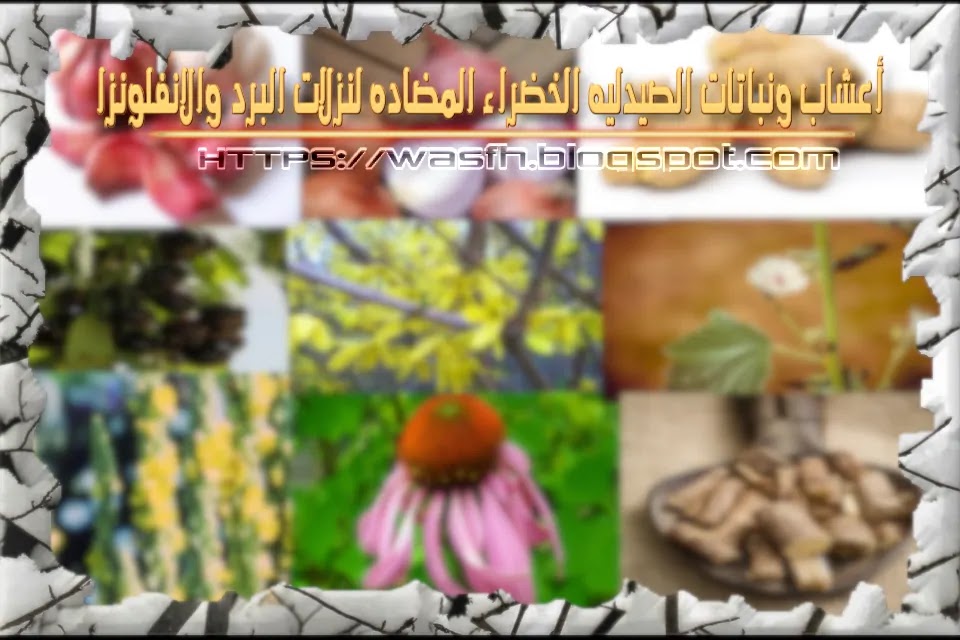 Ø£Ø¹Ø´Ø§Ø¨ ÙˆÙ†Ø¨Ø§ØªØ§Øª Ø§Ù„ØµÙŠØ¯Ù„ÙŠÙ‡ Ø§Ù„Ø®Ø¶Ø±Ø§Ø¡ Ø§Ù„Ù…Ø¶Ø§Ø¯Ù‡ Ù„Ù†Ø²Ù„Ø§Øª Ø§Ù„Ø¨Ø±Ø¯ ÙˆØ§Ù„Ø§Ù†ÙÙ„ÙˆÙ†Ø²Ø§