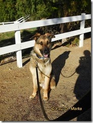 New Dog - Buster von Basall -- picked up 2-8-15