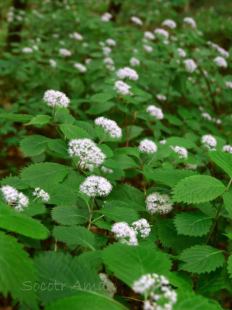 Hydrangea hirta