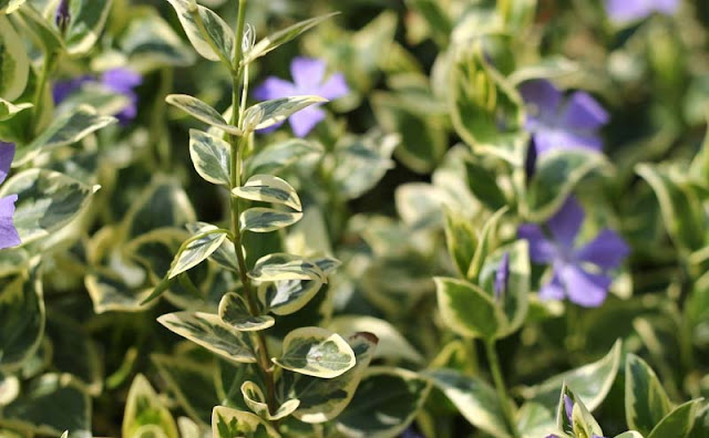 Vinca Major Variegata