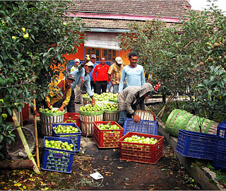 Bromo and Apple Plantation