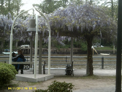 Glicinas en Paseo Victorica