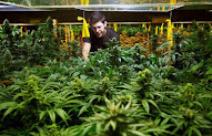 ´Ágora cannábica` explicará las ventajas de cultivar marihuana
