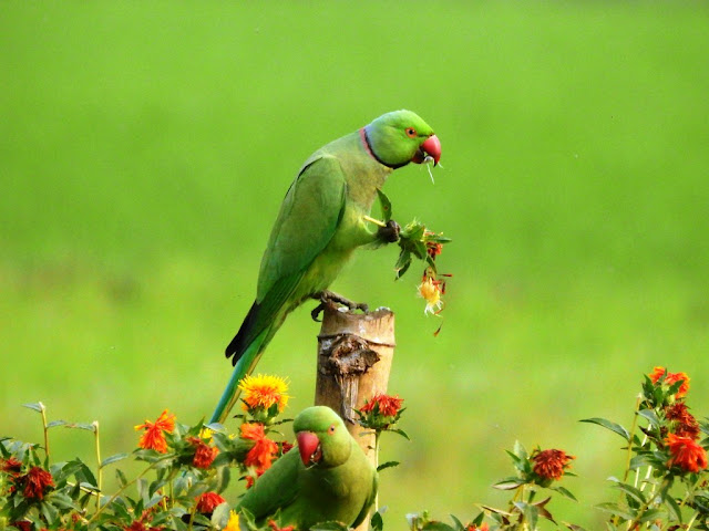 Indian Ring-necked Parakeet