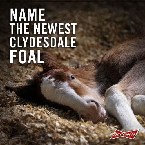 Super Bowl Ad Watch: Budweiser Tweets For The First Time — Name The New Clydesdale Foal 