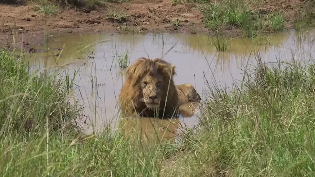 lion sipping water