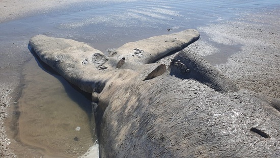 Filhote de baleia jubarte é encontrado morto em praia de Cabo Frio