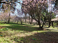 Bosque das Cerejeiras no Parque do Carmo