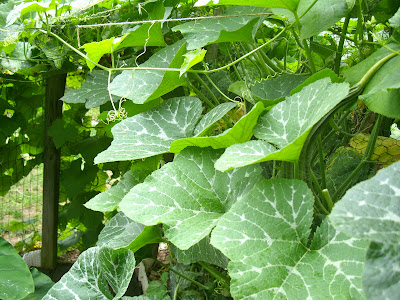 Garden Fresh Pumpkin Shoots (Pharsi ko Munta) Recipe